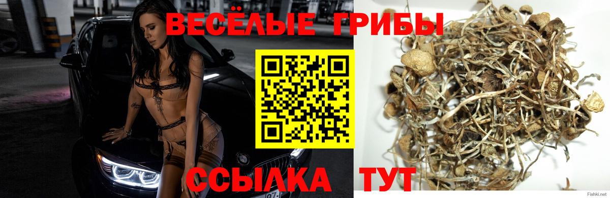 Галлюциногенные грибы Cubensis Заволжье